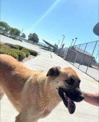Reunited Male Dog last seen Oak hills high school, Oak Hills, CA 92344
