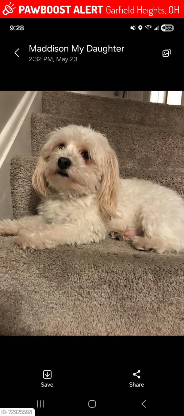 Lost Male Dog last seen Garfield blvd, Garfield Heights, OH 44125