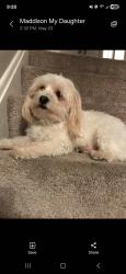 Lost Male Dog last seen Garfield blvd, Garfield Heights, OH 44125
