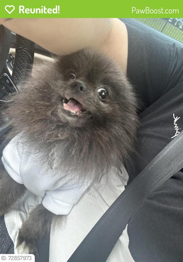 Reunited Male Dog last seen The Lincoln apmts , Memphis, TN 38125