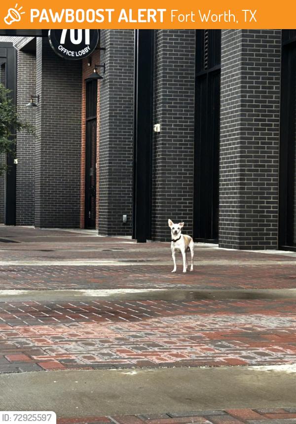 Found/Stray Male Dog last seen Behind Ko Thai Restaurant, Fort Worth, TX 76104