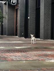 Found/Stray Male Dog last seen Behind Ko Thai Restaurant, Fort Worth, TX 76104