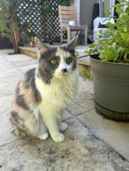 Reunited Female Cat last seen Stanford Ave and Olive Ave, Menlo Park, CA 94025