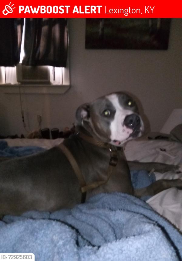 Lost Male Dog last seen UK hosp , Lexington, KY 40503