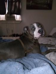 Lost Male Dog last seen UK hosp , Lexington, KY 40503