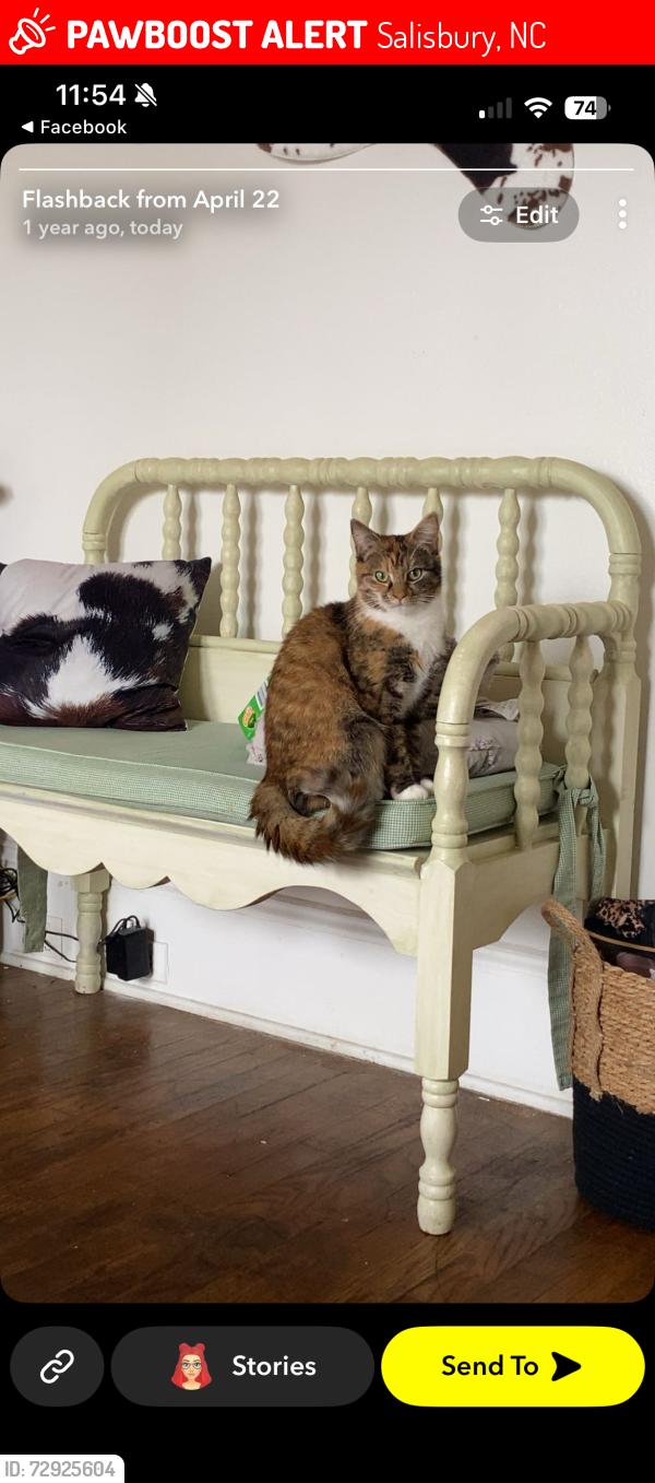 Lost Female Cat last seen Inside , Salisbury, NC 28146
