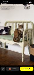 Lost Female Cat last seen Inside , Salisbury, NC 28146