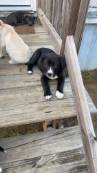 Lost Female Dog last seen Circle Drive, Loudon, TN 37774