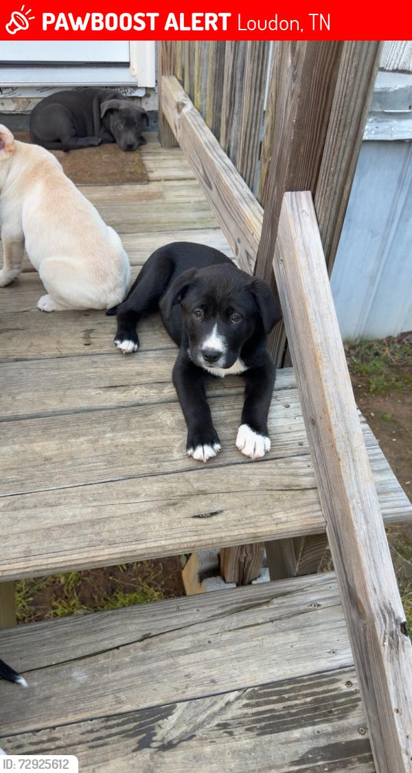 Lost Female Dog last seen Circle Drive, Loudon, TN 37774