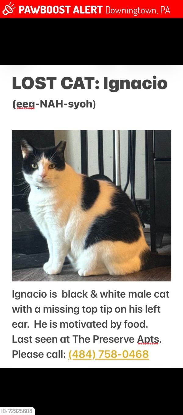 Lost Male Cat last seen Meadowlake dr , Downingtown, PA 19335