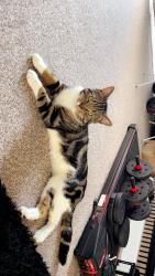 Reunited Male Cat last seen LE2 8FN , , England LE2