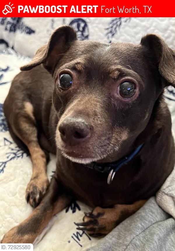 Lost Male Dog last seen osage trail, Fort Worth, TX 76135