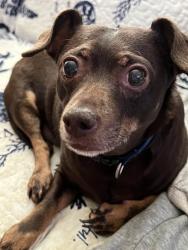 Lost Male Dog last seen osage trail, Fort Worth, TX 76135