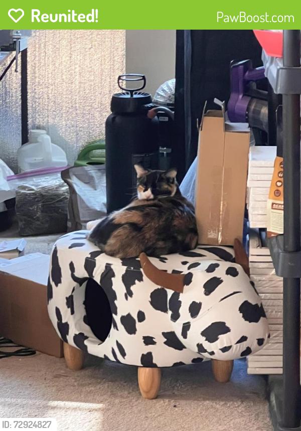 Reunited Female Cat last seen Scotch rose and Saffex rose , Henderson, NV 89052