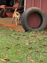 Found/Stray Male Dog last seen Convinience center , Murfreesboro, TN 37130