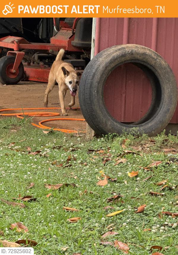 Found/Stray Male Dog last seen Convinience center, Murfreesboro, TN 37130