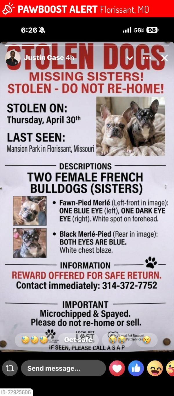 Lost Female Dog last seen By Starbucks, Florissant, MO 63031