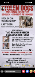 Lost Female Dog last seen By Starbucks, Florissant, MO 63031