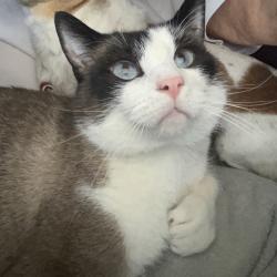 Lost Male Cat last seen Wellesley and elton, Spokane County, WA 99212