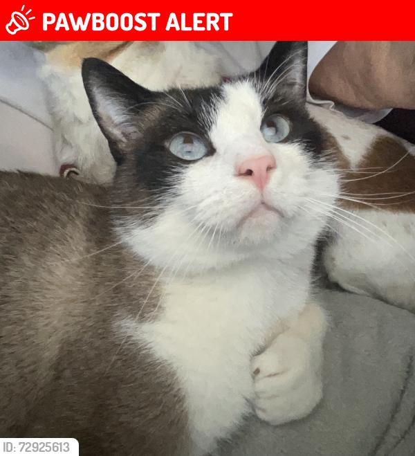 Lost Male Cat last seen Wellesley and elton, Spokane County, WA 99212