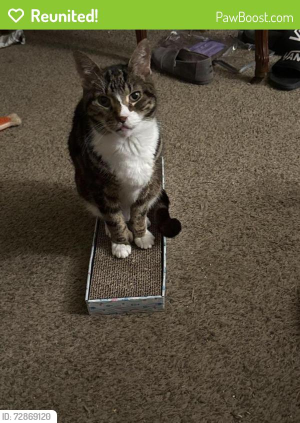 Reunited Male Cat last seen Bowcreek, lynnhaven, south rosemont, Virginia Beach, VA 23452