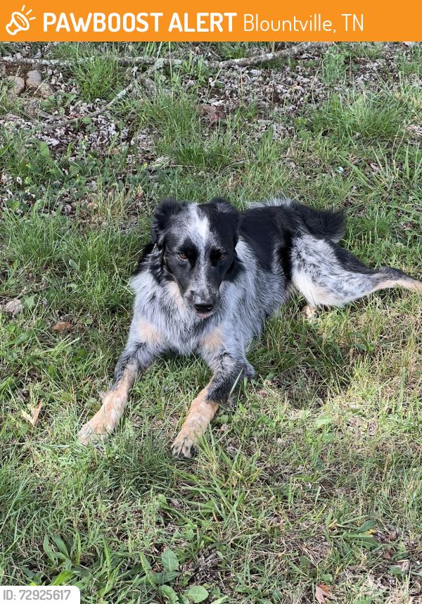 Found/Stray Male Dog last seen Muddy Creek , Blountville, TN 37617