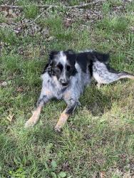 Found/Stray Male Dog last seen Muddy Creek , Blountville, TN 37617