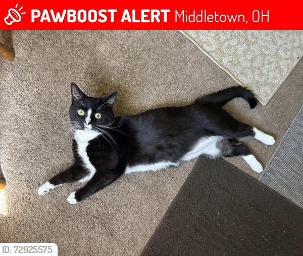 Lost Male Cat last seen We live across from Arlington Point Nursing Homes, down the street from Berns Garden Center , Middletown, OH 45044