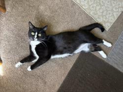 Lost Male Cat last seen We live across from Arlington Point Nursing Homes, down the street from Berns Garden Center , Middletown, OH 45044