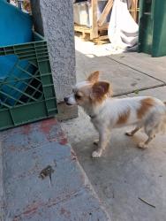 Reunited Female Dog last seen Harding and California , Stockton, CA 95202