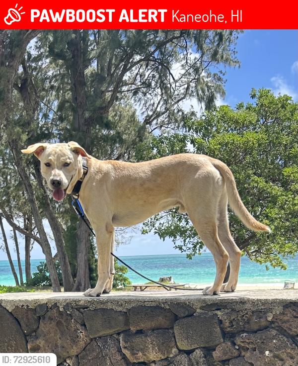Lost Male Dog last seen Lilipuna Rd, Kaneohe, HI 96744