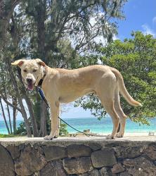 Lost Male Dog last seen Lilipuna Rd, Kaneohe, HI 96744