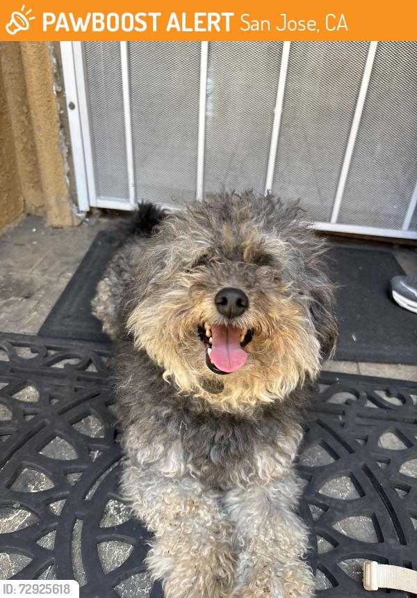 Found/Stray Unknown Dog last seen Walking around the neighborhood, San Jose, CA 95116