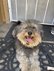 Found/Stray Unknown Dog last seen Walking around the neighborhood , San Jose, CA 95116