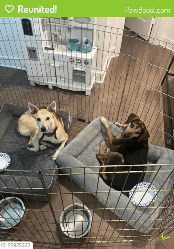 Reunited Female Dog last seen Near & magnolia, Pinehurst, TX 77362