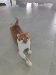 Reunited Male Cat last seen Cloverly Ln and Moonstar Ct. , Punta Gorda, FL 33955