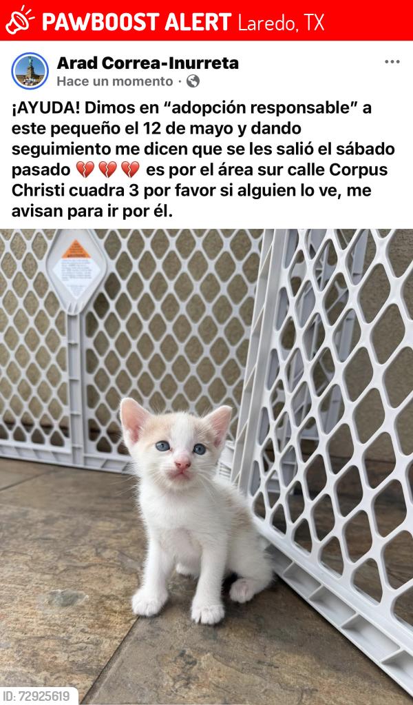 Lost Female Cat last seen Sprinfield y Marcella, Laredo, TX 78040