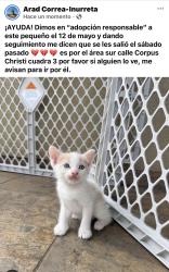 Lost Female Cat last seen Sprinfield y Marcella, Laredo, TX 78040