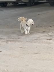 Found/Stray Male Dog last seen Lane Dr & Hwy 87, China Grove, TX 78263