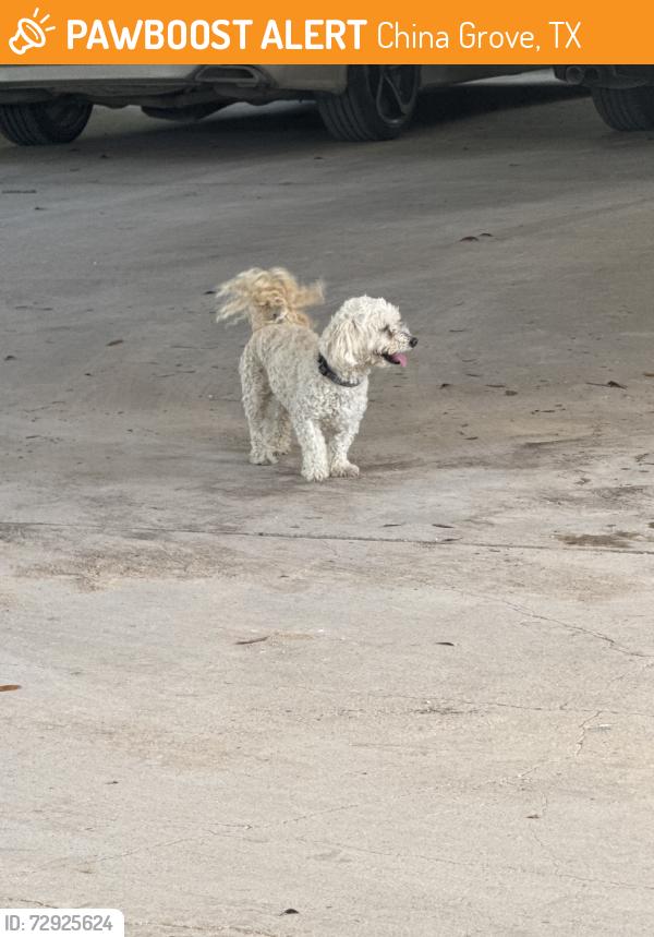 Found/Stray Male Dog last seen Lane Dr & Hwy 87, China Grove, TX 78263