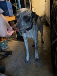 Reunited Female Dog last seen Near Oakland Ln, North Richland Hills, TX 76180, USA, North Richland Hills, TX 76180