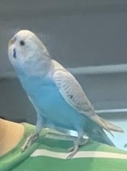 Lost Male Bird last seen Applewood park area,Mississauga, Миссисауга, ON L4Y