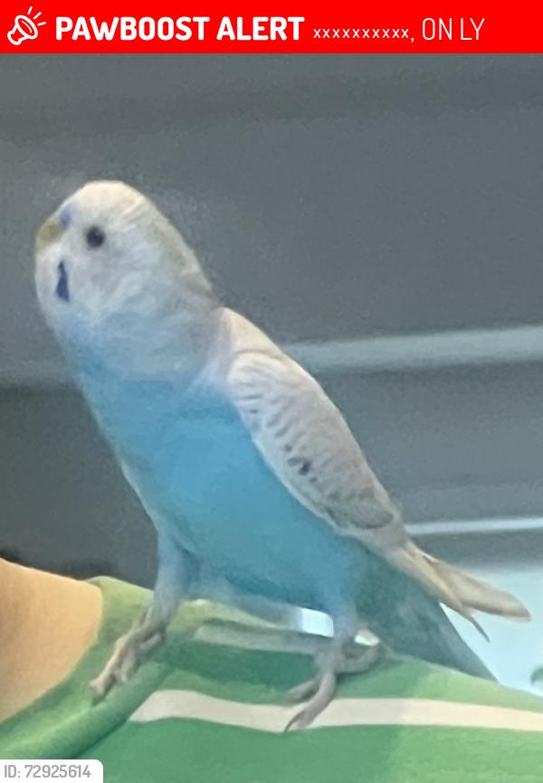 Lost Male Bird last seen Applewood park area,Mississauga, Миссисауга, ON L4Y