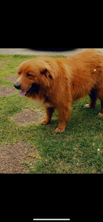 Reunited Male Dog last seen Near dandy rd Dallas ga 30132, Dallas, GA 30132