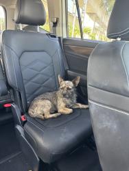 Found/Stray Male Dog last seen Circle K Gas Station, Homestead, FL 33034