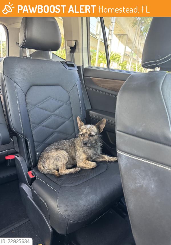 Found/Stray Male Dog last seen Circle K Gas Station, Homestead, FL 33034
