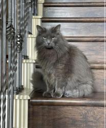 Reunited Male Cat last seen Hedgecoxe, Alma, Custer, Allen, TX 75013