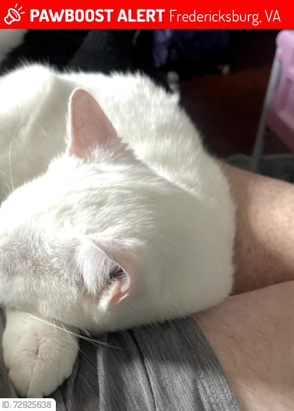 Lost Female Cat last seen Fall hill ave, Fredericksburg, VA 22401