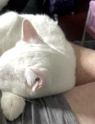 Lost Female Cat last seen Fall hill ave, Fredericksburg, VA 22401