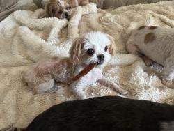 Reunited Male Dog last seen Downtown Santa Ana. Broadway & First St, Santa Ana, CA 92701